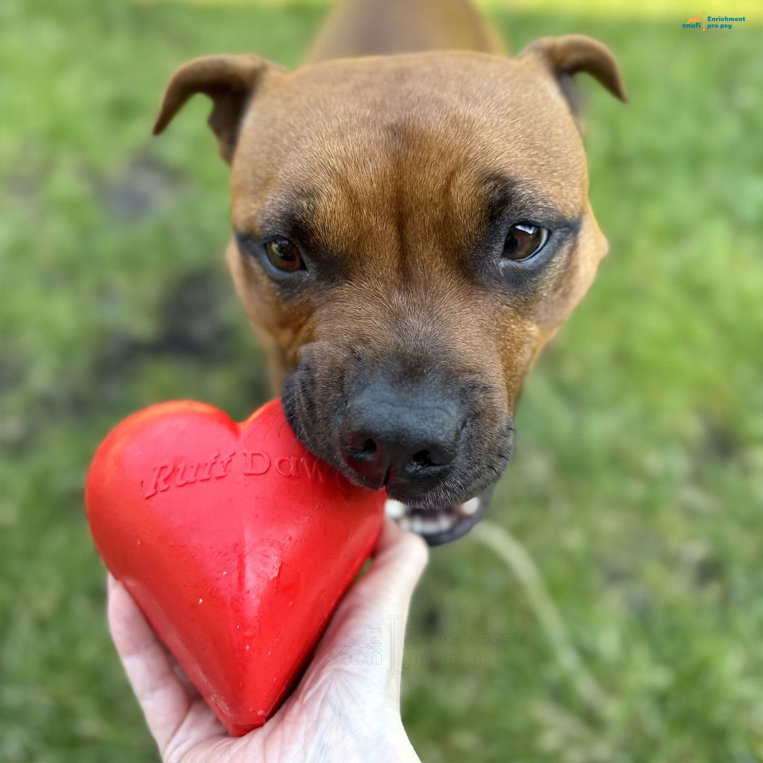 Ruff-dawg-Hart-staffbull